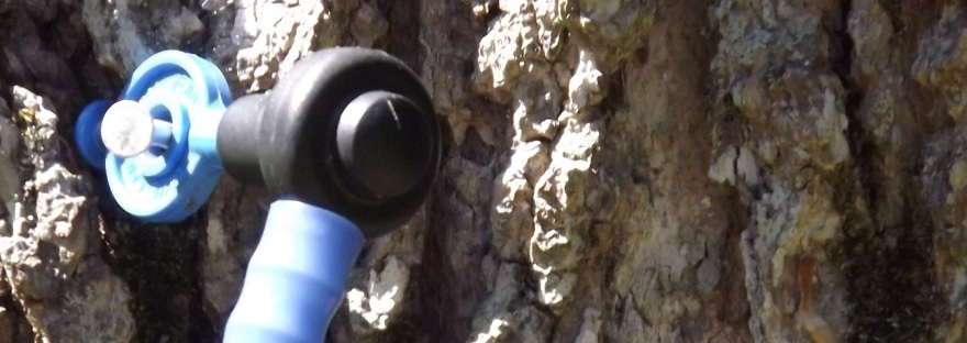 Close-Up of Maple Syrup Tap